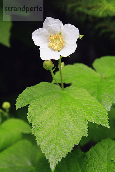 Thimbleberry Blossom (Rubus Parviflorus)  British Columbia  Kanada.