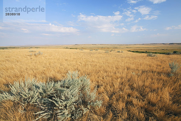 Silber Beifuß und gemischten Gras Prairie in der Nähe von Val Marie  Grasslands-Nationalpark  Saskatchewan  Kanada.