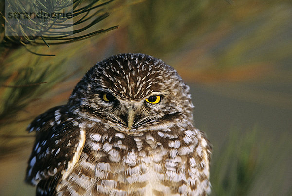 Burrowing Owl (Speotyto Canicularia)  eine vom Aussterben bedrohte Arten in Kanada.