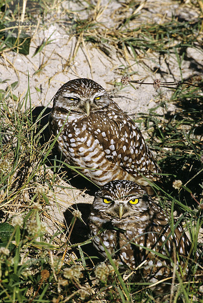 Ein paar Burrowing Owl (Speotyto Canicularia) sitzen am Eingang des ihre Burrow. Diese Art ist in Kanada gefährdet.