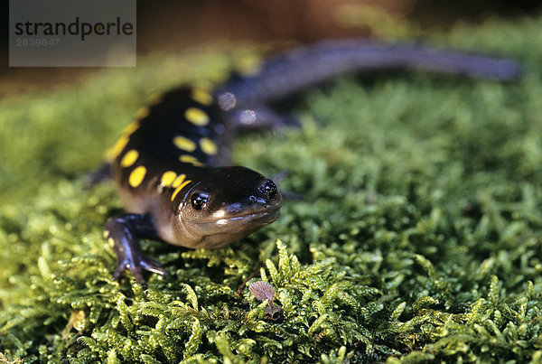 Yellow Spotted Salamander (Ambystoma Maculatum)  Kanada.