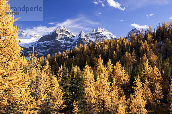 Lärchen und Berge in der Nähe von Moraine Lake  Alberta  Kanada.