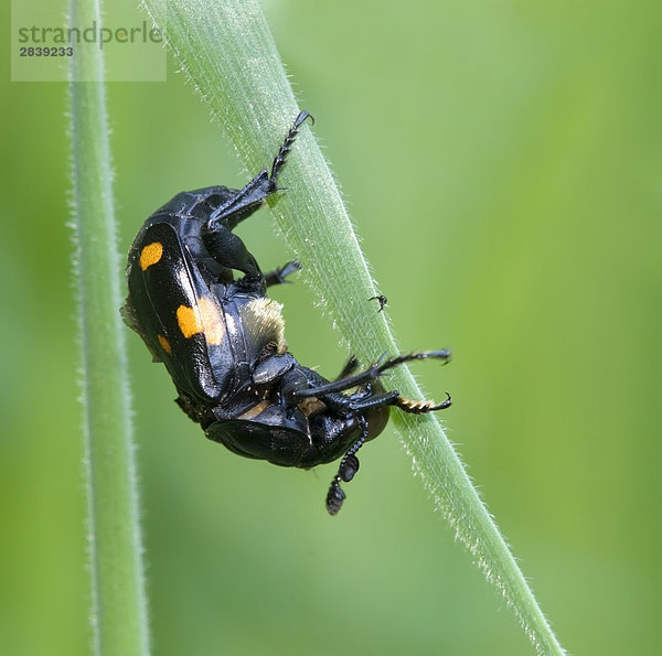 Begraben-Beetle  Kanada
