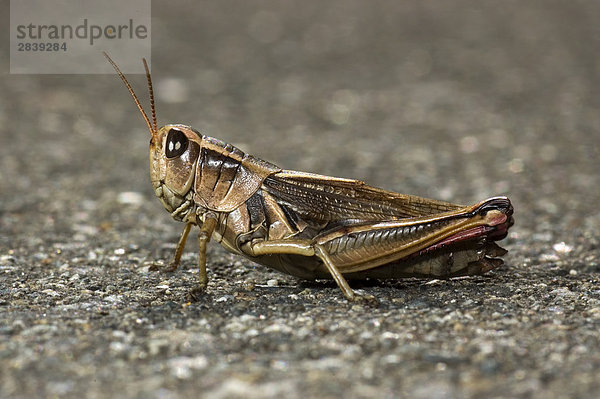 Grasshopper  Kanada