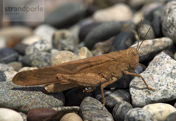 Grasshopper  Kanada