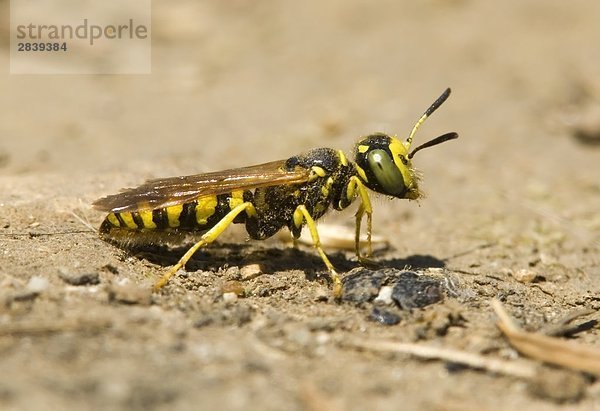 Close up of a Wasp  Kanada.