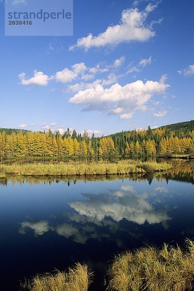 Lärche im Herbst  Re_serve Faunique des Laurentides  Québec  Kanada.