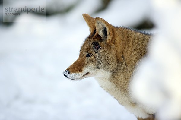 (Canis Latrans)  Coyote beobachten Beute  Kanada.