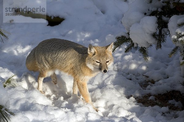 Vulpes Velox  Swift Fuchsjagd auf frisch gefallenen Schnee  Kanada.