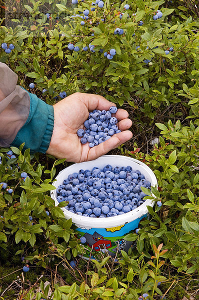 Blueberry Picking-hinzufügen frisch wilde Heidelbeeren  Eimer  lebhaft  Ontario  Kanada.