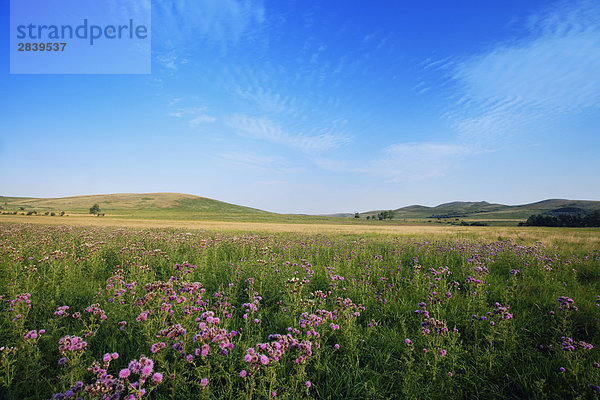 Purple Thistle in Ranch Weide-Land in der Nähe von Longview  Alberta  Kanada.