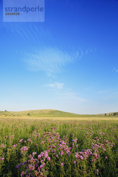 Ranchland Weide mit lila Disteln in der Nähe von Longview  Alberta  Kanada.