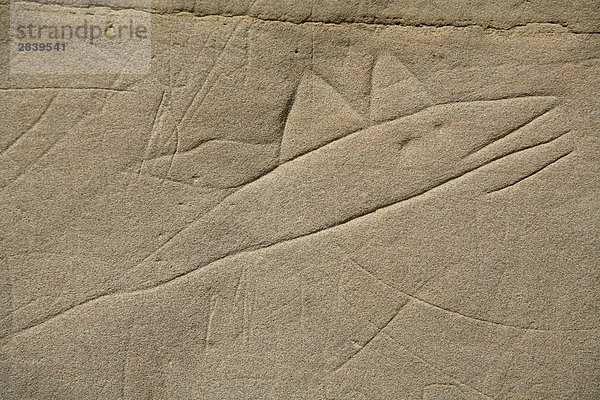 Alte Plains Indian Rock Kunst (Petroglyph) im Süden Albertas  Writing-on-Stein Provincial Park  Alberta  Kanada.