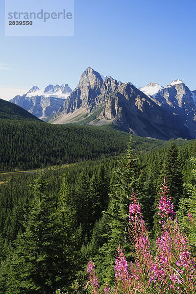 Schmalblättriges Weidenröschen und Mt Babel in das Ten Peaks Tal in der Nähe von Moraine Lake im Banff-Nationalpark in der kanadischen Rocky Mountains  Alberta  Kanada.