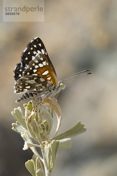 Variable Checkerspot Schmetterling  British Columbia  Kanada.