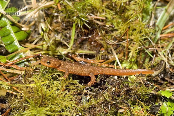 Rough gehäutet Newt  Tofino  British Columbia  Kanada.