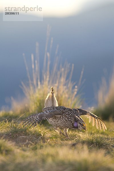 Schweifhuhn tun Paarung Tanz  Kamloops  British Columbia  Kanada.