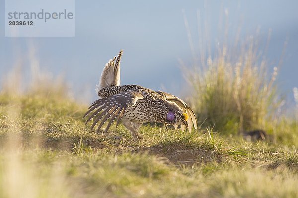 Schweifhuhn tun Paarung Tanz  Kamloops  British Columbia  Kanada.