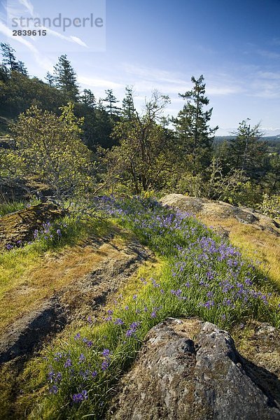 Garry Eiche Lebensraum und Frühlingsblumen auf dem Gipfel des Mill HIll  Victoria  Vancouver Island  British Columbia  Kanada.