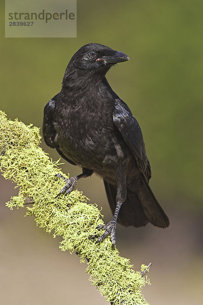 Gemeinsame Crow auf Moss abgedeckt Branch  British Columbia  Kanada.