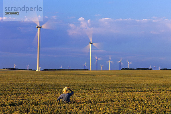Windturbine Windrad Windräder über Hintergrund reifer Erwachsene reife Erwachsene Bauer Weizenfeld Kanada Leon Manitoba