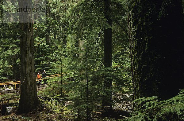 Wanderer in alten Waldbestands  Nelson  British Columbia  Kanada.