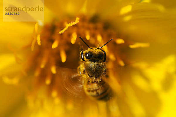 Honigbiene Apis mellifera Pollen Blütenstaub Close-up Pfeilzeichen Pfeil Kanada Futter suchen Nahrungssuche