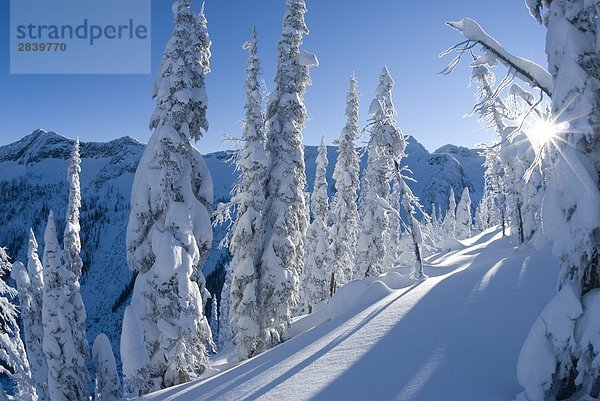 Sonnenlicht auf schneebedeckten Bäume und alpine Schüssel in fünf Meile Becken in der Nähe von Whitewater Ski Hill  Nelson  British Columbia  Kanada.