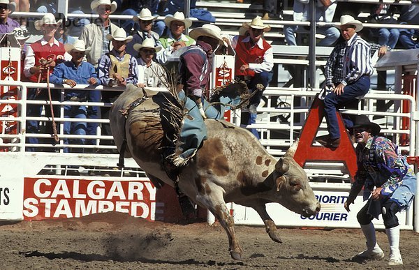 Bull Rider in Calgary Stampede  Calgary  Alberta  Kanada.