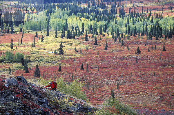 Junge Frau sammelt Beeren in der Nähe der südlichen Ogilvie Mountains  in der Nähe von Dempster Highway  Yukon  Kanada.