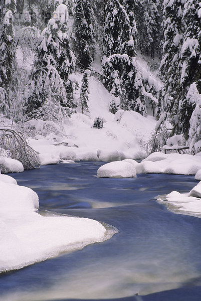 Canyon Creek Szene im Winter  Bulkley Tal  British Columbia  Kanada.