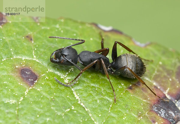 close up of Ant  Kanada.