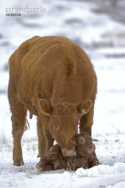Red Angus (Bos Taurus) Weibchen mit neugeborenen Kalb. Sie steht Wache über das neue Kalb  dessen Fell noch nass ist. Sobald sie das Haar trocken leckt werden das Kalb warmen Eventhough es draußen  Ranch  Südwest Alberta  Kanada geboren worden.
