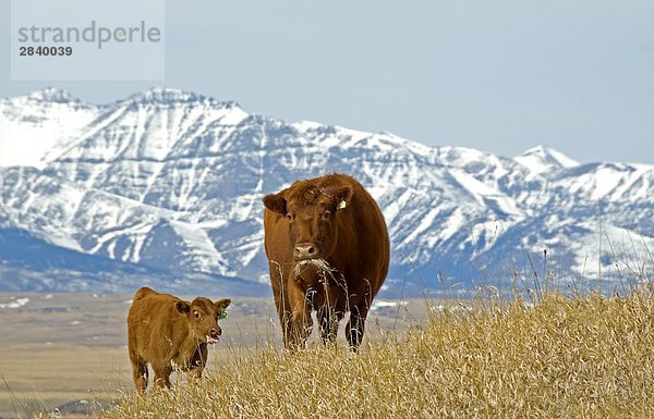Red Angus (Bos Taurus) Weibchen und Kalb Weide Weiden. Berge im Hintergrund sind in der Nähe von Waterton-Lakes-Nationalpark  Südwest Alberta  Kanada.