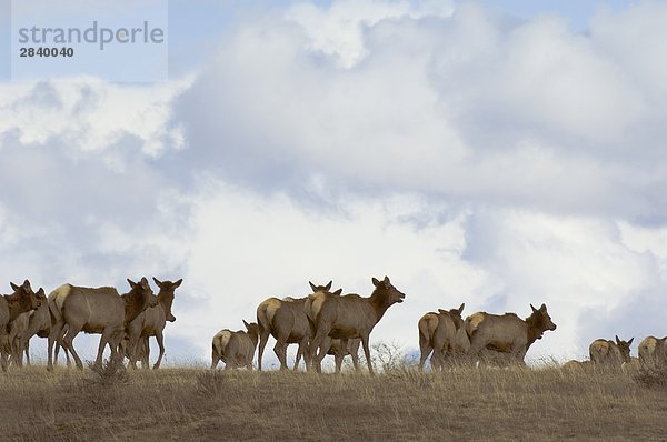 Elk (Cervus Elaphus) Herde entlang Hügel bewegt. Waterton-Lakes-Nationalpark  Südwest Alberta  Kanada.