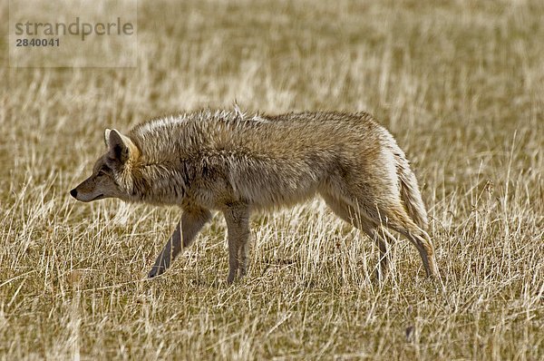 Coyote (Canis Latrans) adult Jagd auf Wiese  Waterton-Lakes-Nationalpark  Südwest Alberta  Kanada.