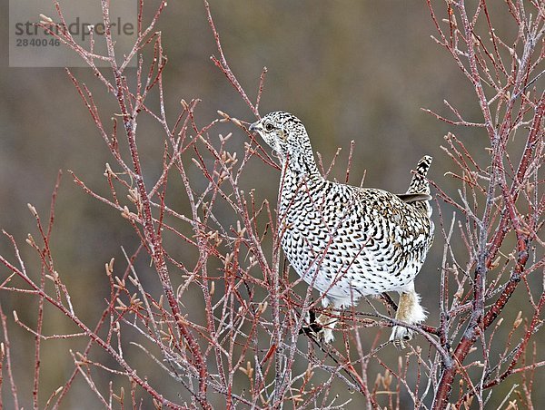 Schweifhuhn (Tympanuchus Phasianellus) Erwachsener  Waterton-Lakes-Nationalpark  Südwest Alberta  Kanada.