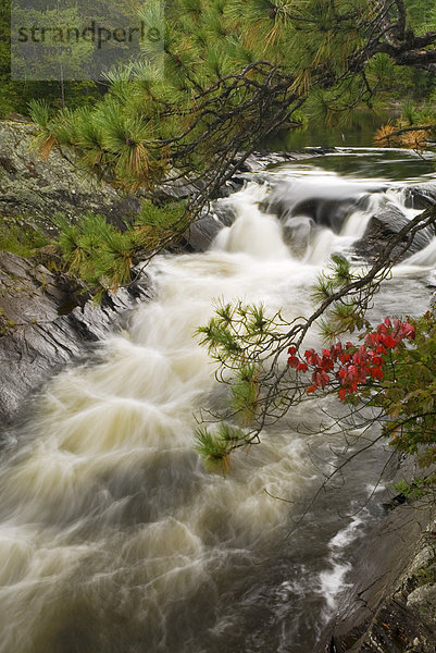 River Aux Sables in Rutschen Provincial Park in der Nähe von Massey  Ontario  Kanada.