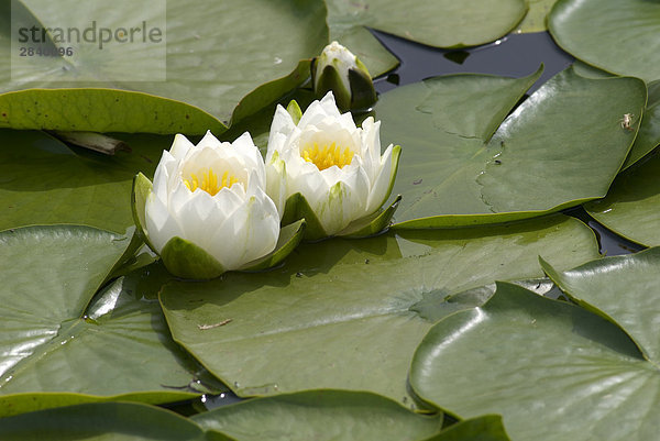Wasser Lillies (Nymphaeaceae) in einem Teich in der Nähe von False Creek  Vancouver  British Columbia  Kanada.