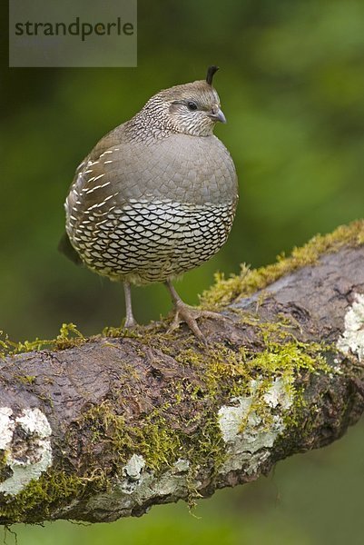 Schopfwachtel (Callipepla Californica)  Kanada.