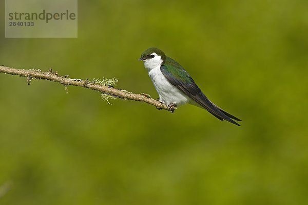 Violet-Green Swallow (Tachycineta Thalassina)  Kanada.