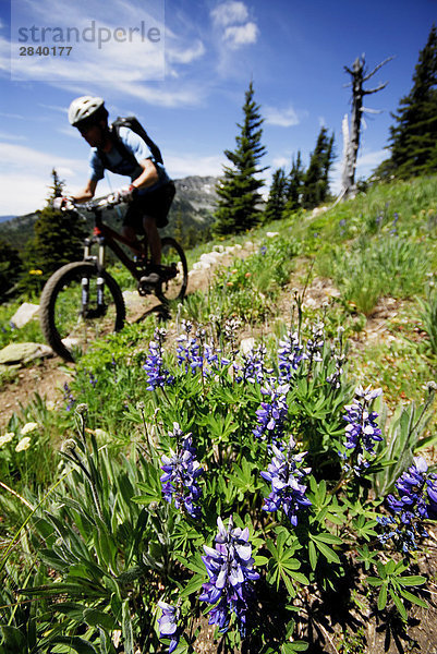 Man Fahrräder den Seven Summits-Trail Rossland  British Columbia  Kanada.