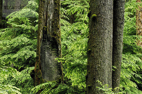 Westküste Waldlandschaft. Vancouver  British Columbia  Kanada
