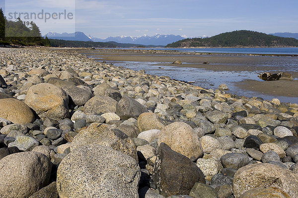 Küste unterrichten Stockrose Alcea rosea Kanada