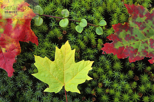 Ahornblatt Farbaufnahme Farbe Herbst Algonquin Provincial Park Kanada Moos Ontario