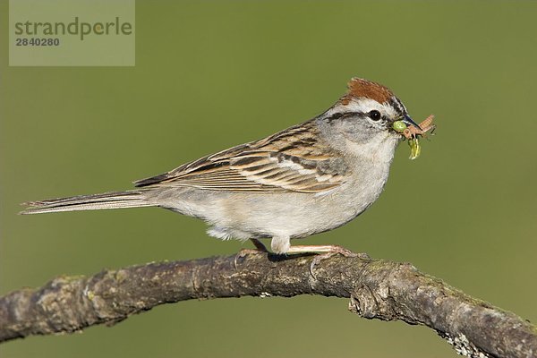 Chipping Sparrow (Spizella Passerina)  British Columbia  Kanada.