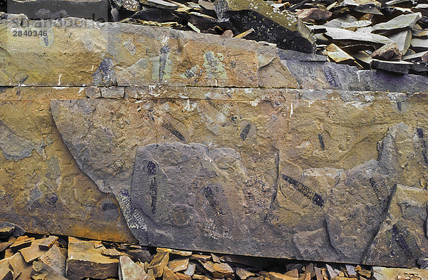Fossile Exemplaren drängen eine vertikale Wand in Burgess Shale Fossil Beds  ein UNESCO-Weltkulturerbe massgebend für die Qualität der weich-bodied fossilen Erhaltung der eine breite Vielfalt von wirbellosen Tieren aus der Mid-Cambrian Alter (vor ca. 505 Millionen Jahren)  befindet sich im Yoho Nationalpark  British Columbia  Kanada.