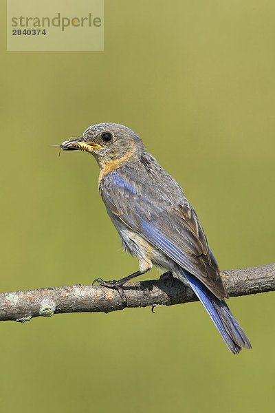 Eine weibliche östlichen Bluebird (Sialia Sialis) an die Carden Alvar in Ontario  Kanada.