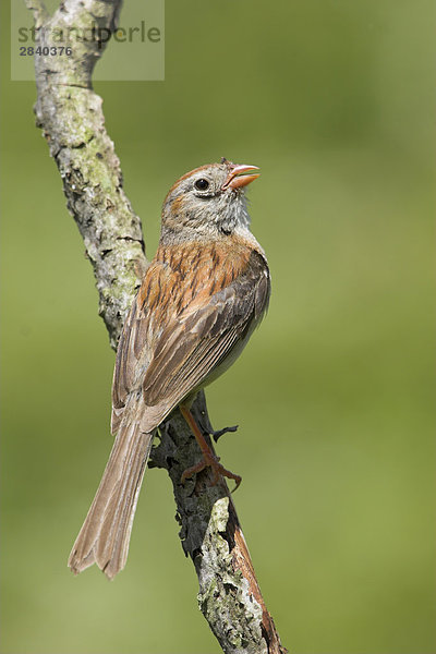 Ein Feld Sparrow (Spizella Pusilla) am Long Point in Ontario  Kanada.