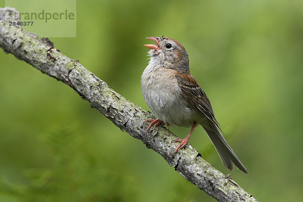 Ein Feld Sparrow (Spizella Pusilla) am Long Point in Ontario  Kanada.